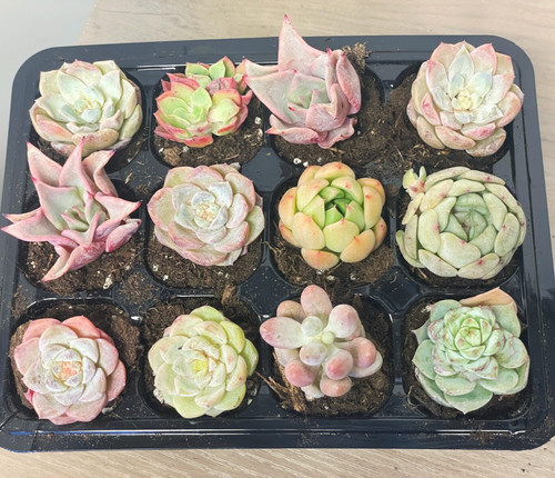 Pcs baby succulents with - 12,